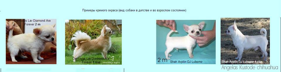 Рассмотрите фотографию собаки чихуахуа
