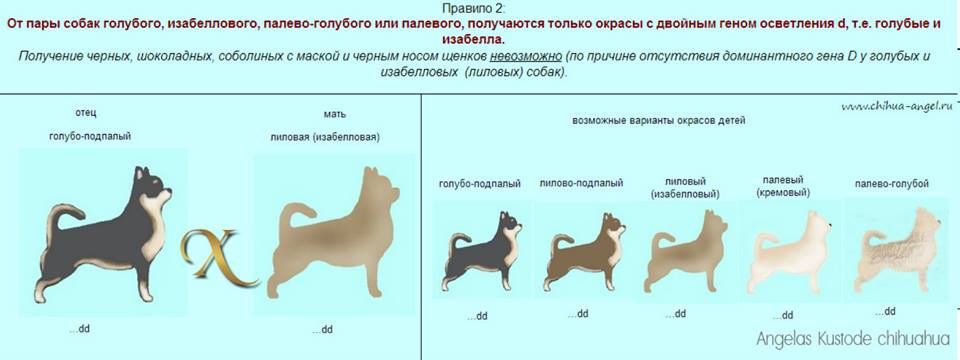 Типы окрасов немецкой овчарки. Бордер колли окрасы. Лабрадор ретривер карликовый. Лейкленд терьер окрасы. Генотип окраса немецкой овчарки.