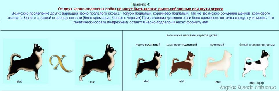 Чихуахуа стандарт породы. Чихуа стандарт породы окрасы. Стандарты породы для щенка чихуахуа. Генетика окрасов чихуахуа