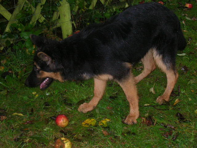 Nanuk bei der Apfelernte