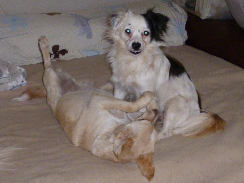 Willi mit unserer Tageshündin Lilly