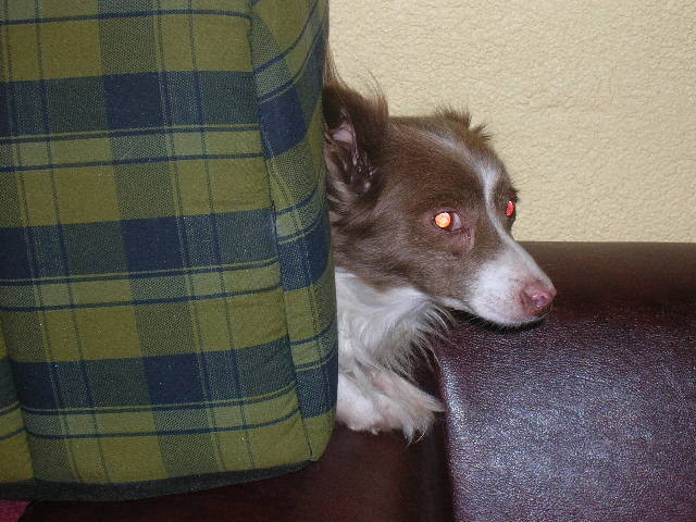 kukuk