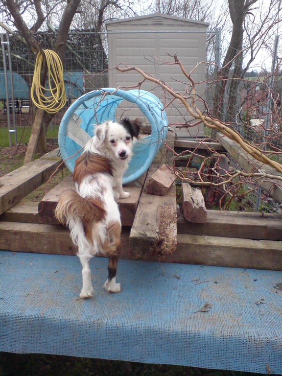 Willi