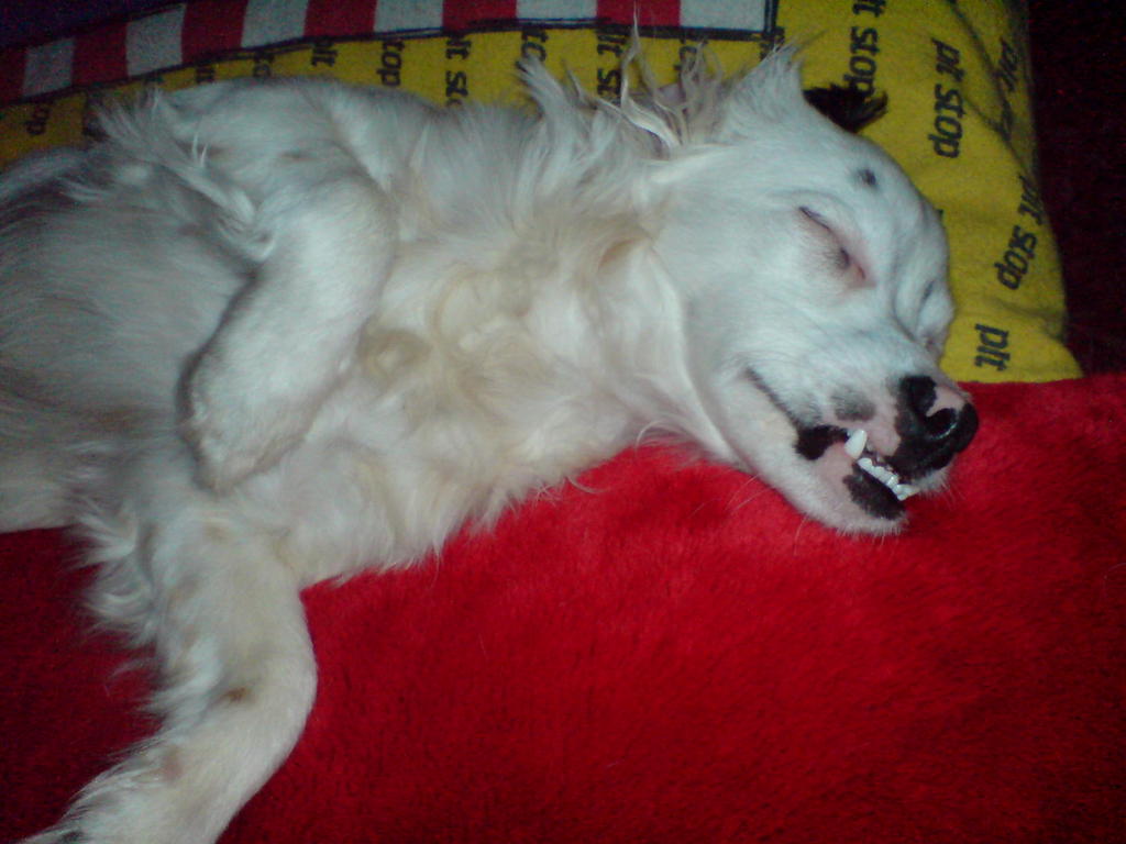 Willi der Keiler  ;-)
