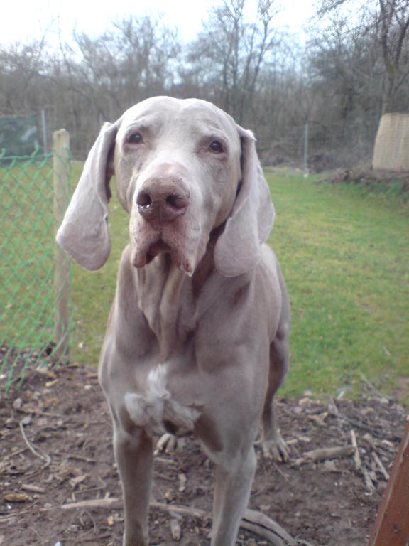 Brisko