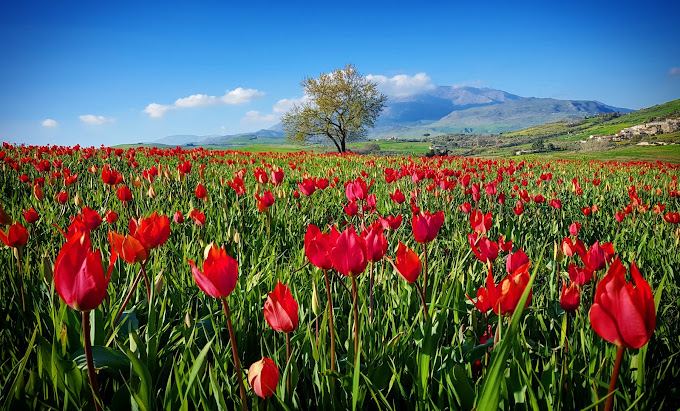 I Tulipani di Blufi