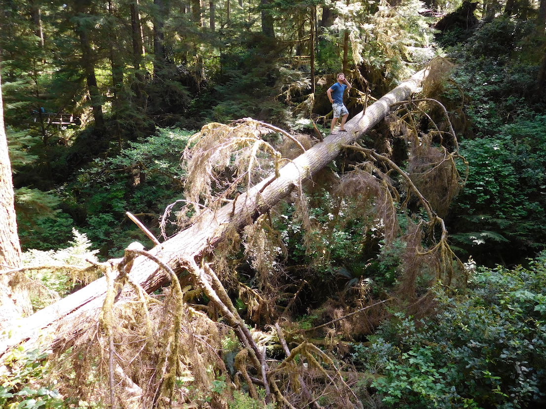 little detour close to tofino