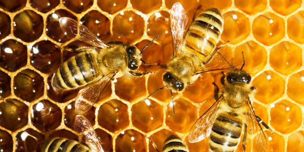 miel abeille datant sites de rencontre Langley BC