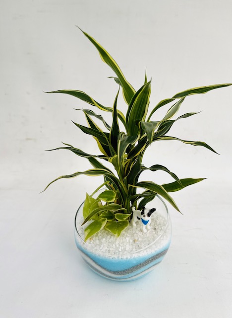 ZEOLITE PLANTS - 観葉植物なら阿部園芸 HEALING PLANTS in 三重