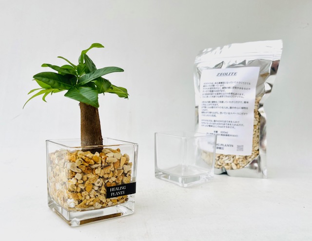 PACKAGE - 観葉植物なら阿部園芸 HEALING PLANTS in 三重 四日市