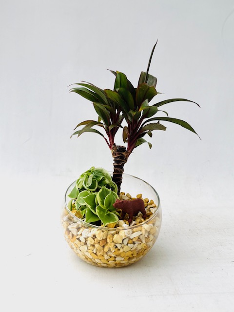 ZEOLITE PLANTS - 観葉植物なら阿部園芸 HEALING PLANTS in 三重 四日市