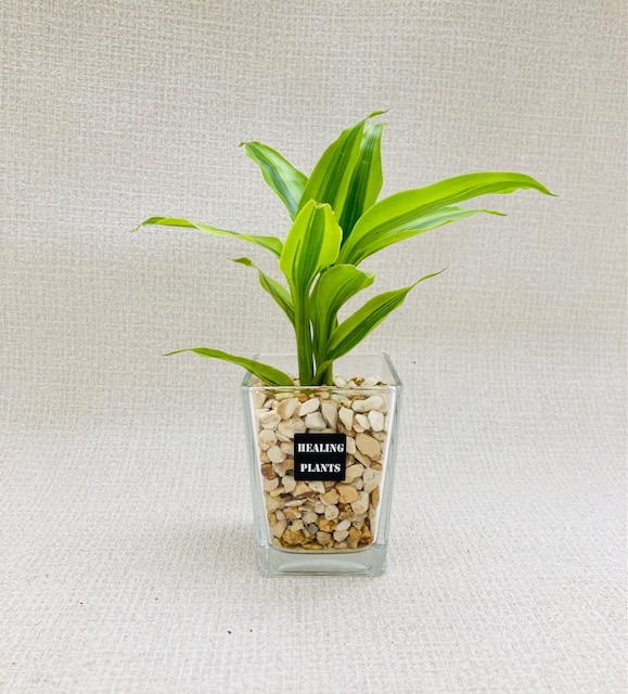 ZEOLITE PLANTS - 観葉植物なら阿部園芸 HEALING PLANTS in 三重 四日市