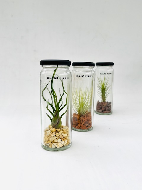 ❀そるまるす❀荒天・猛暑日は植物発送不可専用　4種 ❀そるまるす❀荒天・猛暑日は植物発送不可専用 4種 ❀そるまるす