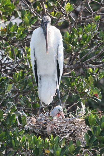 postcard Wood stork parent and baby