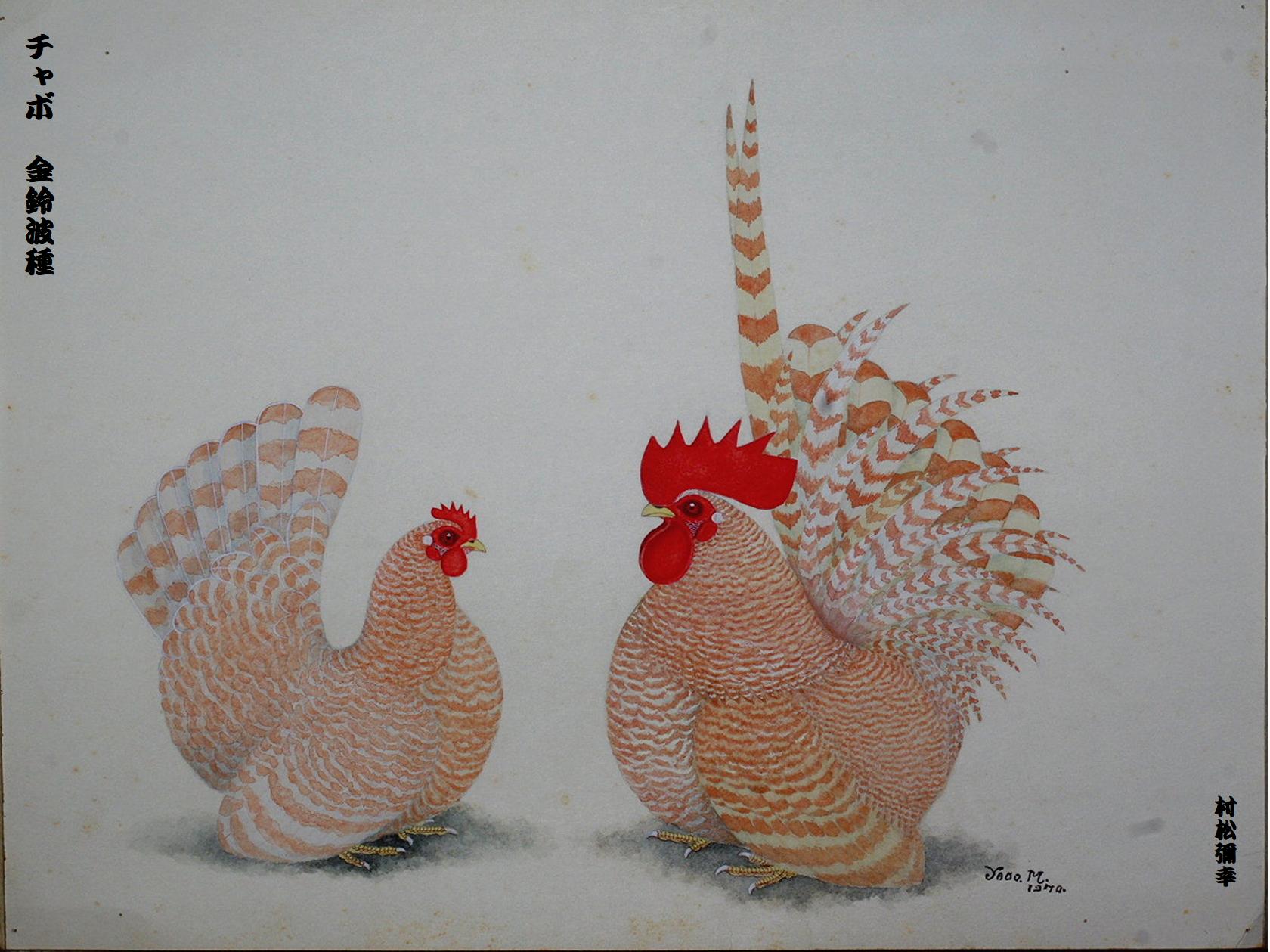 金鈴波チャボ - 高知のにわとり