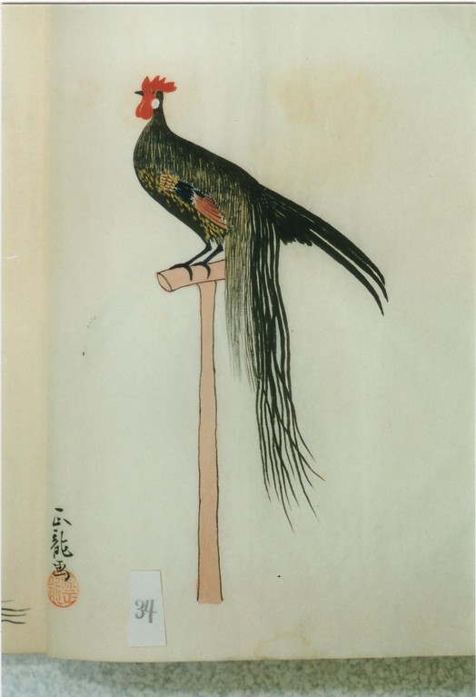 土佐の尾長鶏の刺繍 土佐のオナガドリ - 高知のにわとり