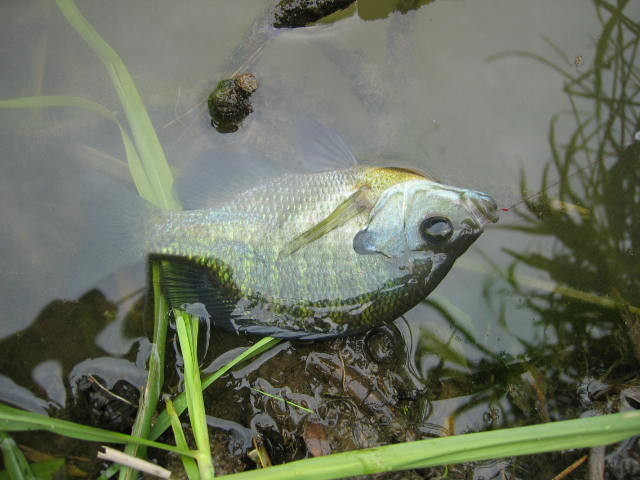 2015-5/7・・・初めてのタナゴ釣りです。（麻機での釣果は五目釣りでした。）