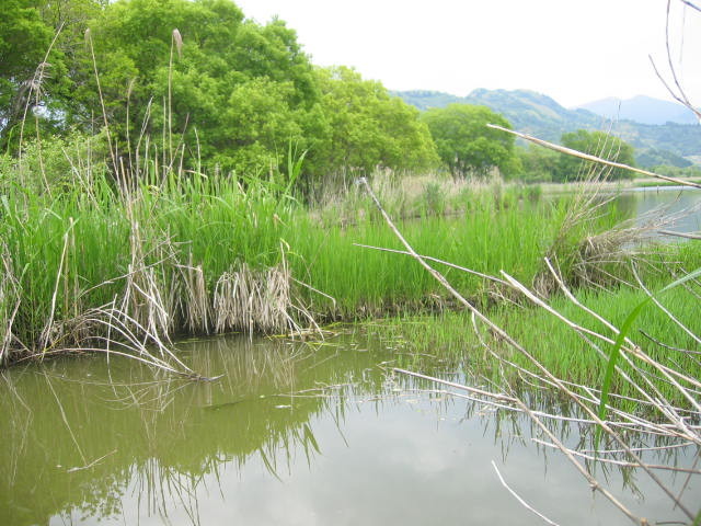 2015-5/7・・・初めてのタナゴ釣りです。（麻機での釣果は五目釣りでした。）