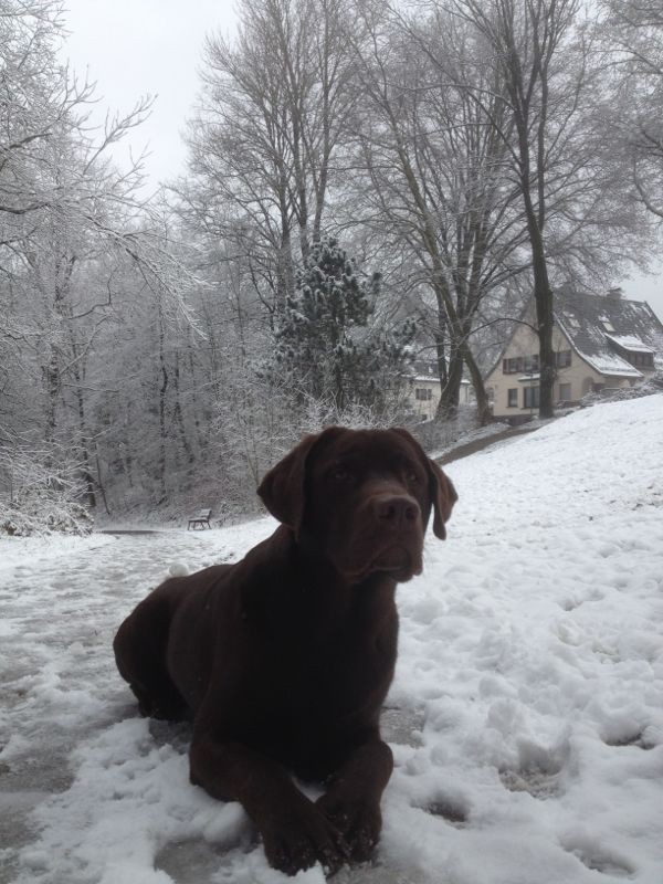 Balu im Schnee