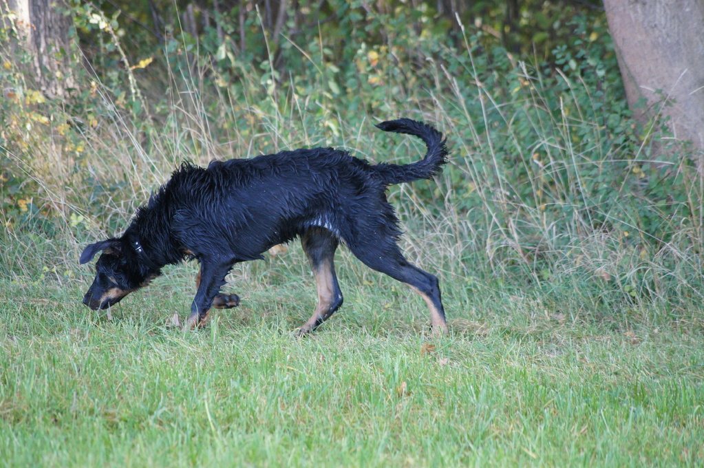 Auch ein Schäferhund steht vor....