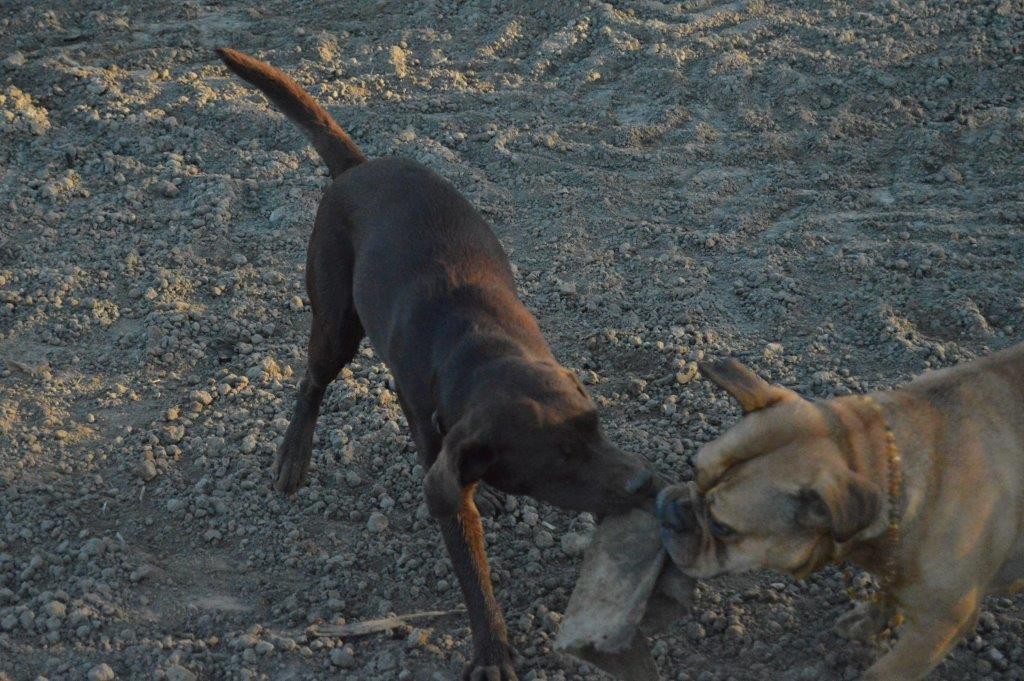 Mit Hundefreundin