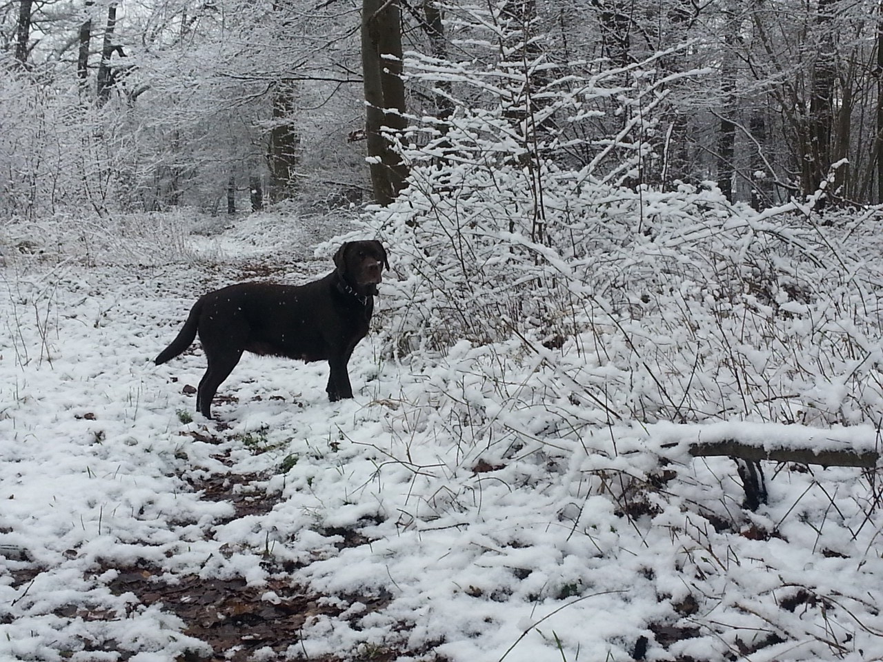 Tami im "Eckwald"