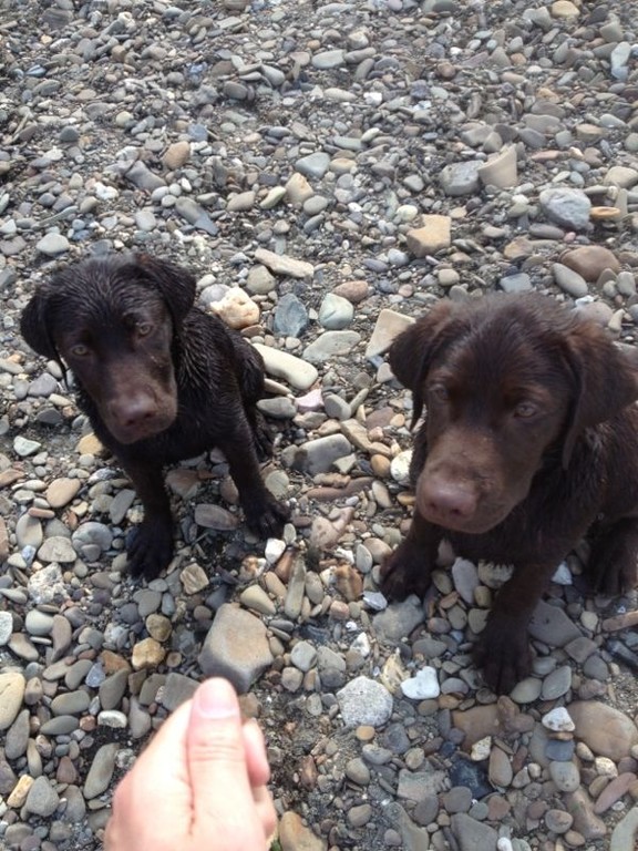 Amia und Balu an der Ruhr im Mai 2012