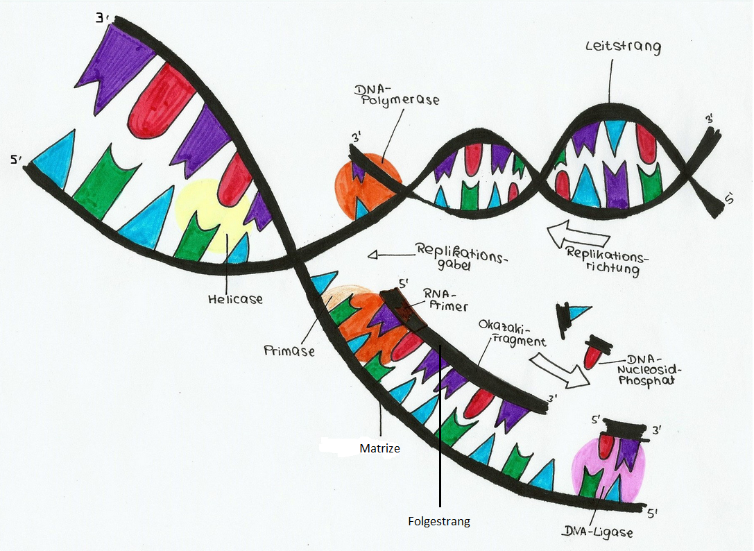 Was Ist Die Replikation Der Dna Wie läuft die DNA-Replikation ab? - Erklärungsversuch 1 - Bio einfach