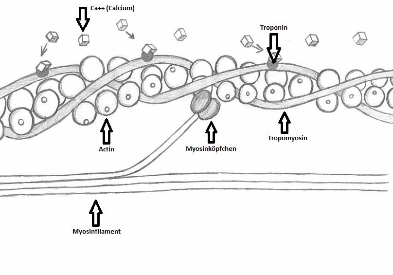 Wie funktioniert die Muskelkontraktion? - Bio einfach erklärt