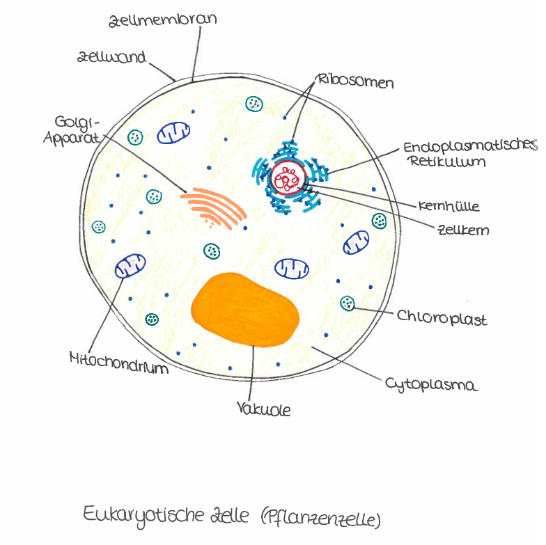 Unterschiede zwischen Prokaryoten und Eukaryoten die Bio einfach erklärt Unterschiede zwischen Prokaryoten und Eukaryoten die Bio einfach erklärt