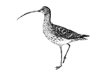 Großer Brachvogel(Logo der FG)