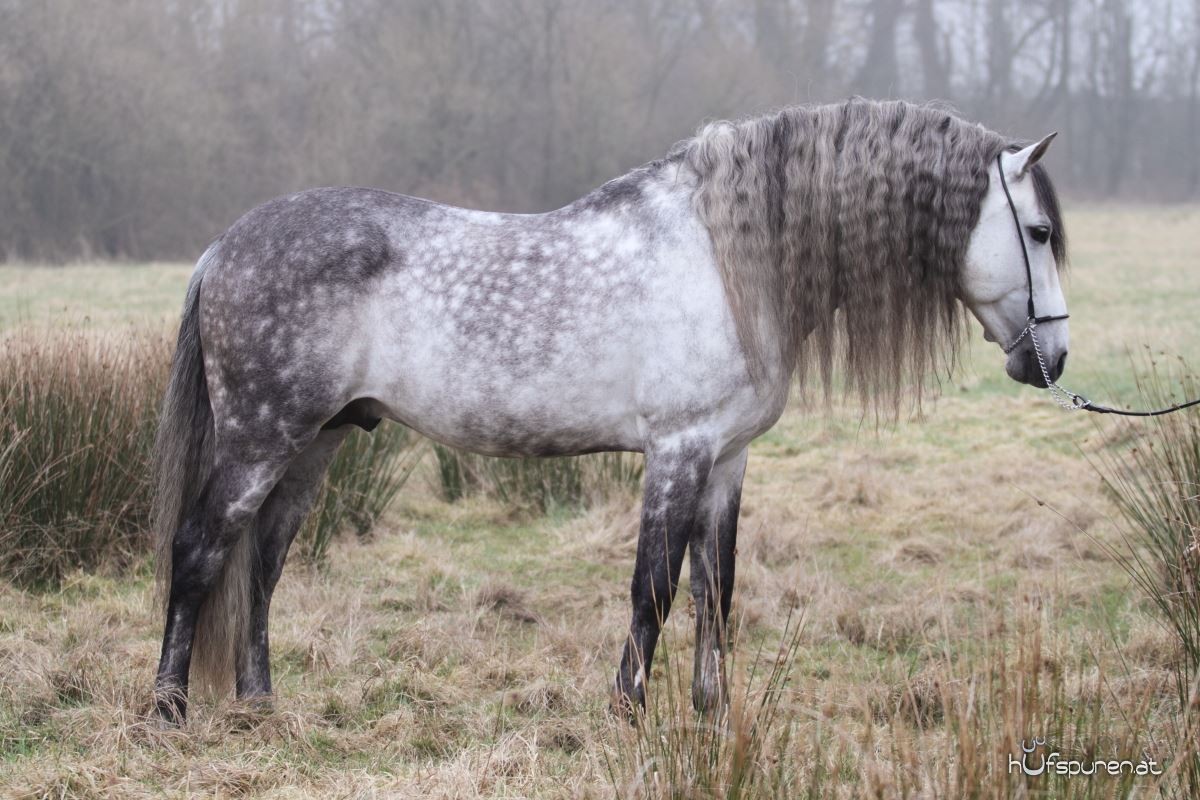 Der PRE Schimmel Hengst und seine Ponys Hufspuren