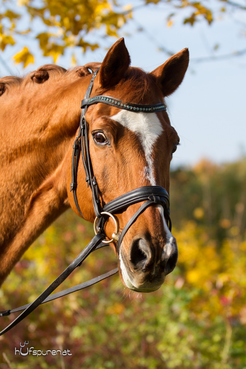 Pferdefotoshooting Trakehner Österreich