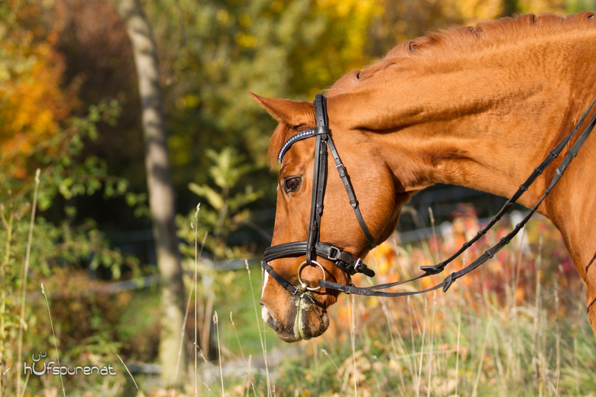 Pferdefotoshooting Trakehner Österreich