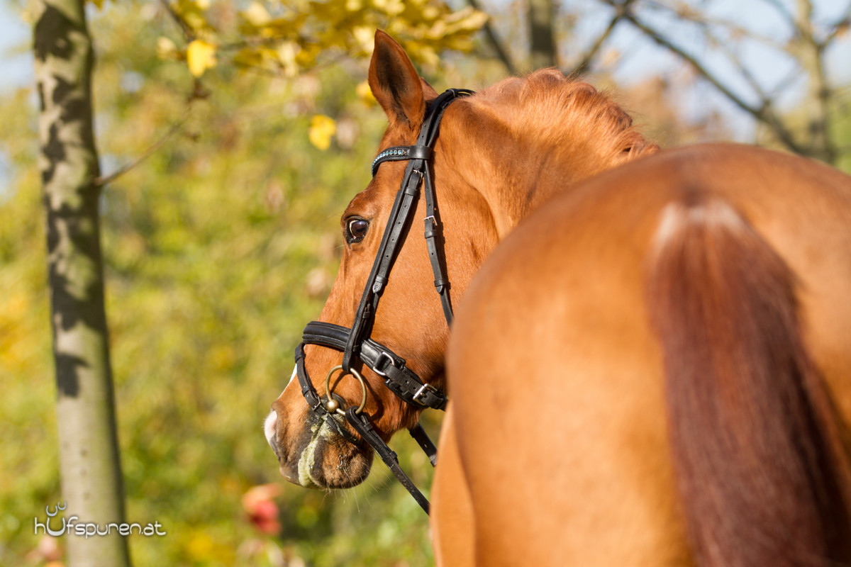 Pferdefotoshooting Trakehner Österreich