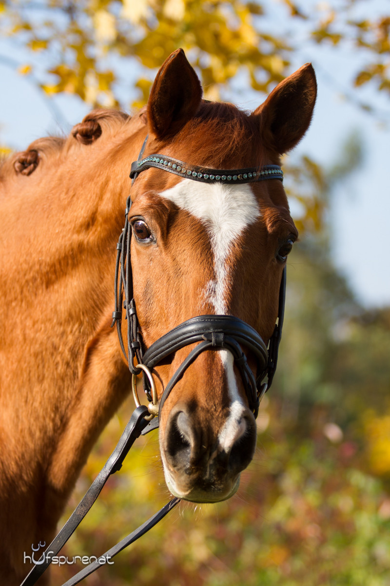 Pferdefotoshooting Trakehner Österreich