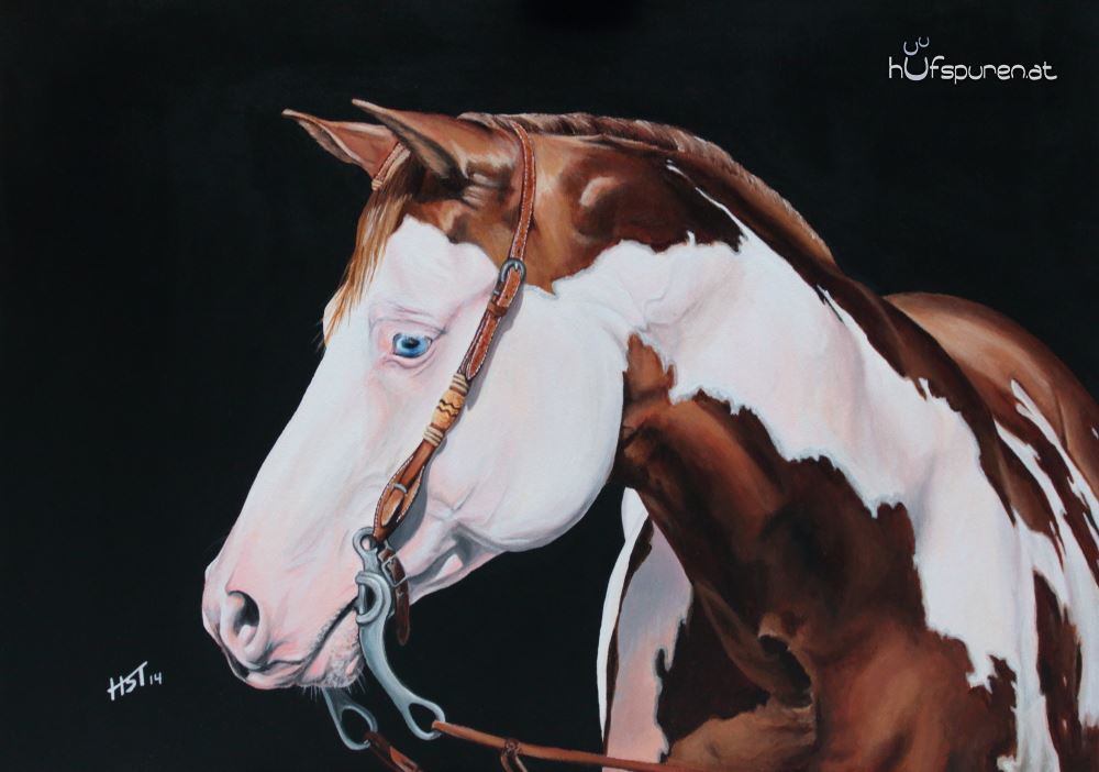 70x50 Paint Horse Color My Gun Hufspuren 2014