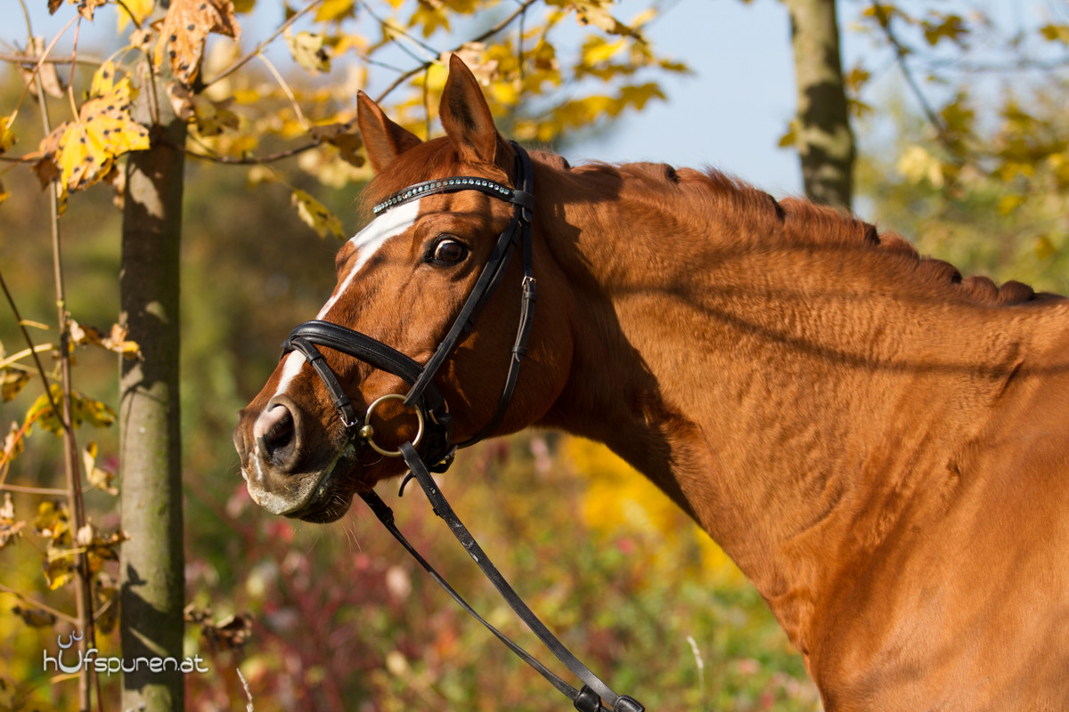 Pferdefotoshooting Trakehner Österreich