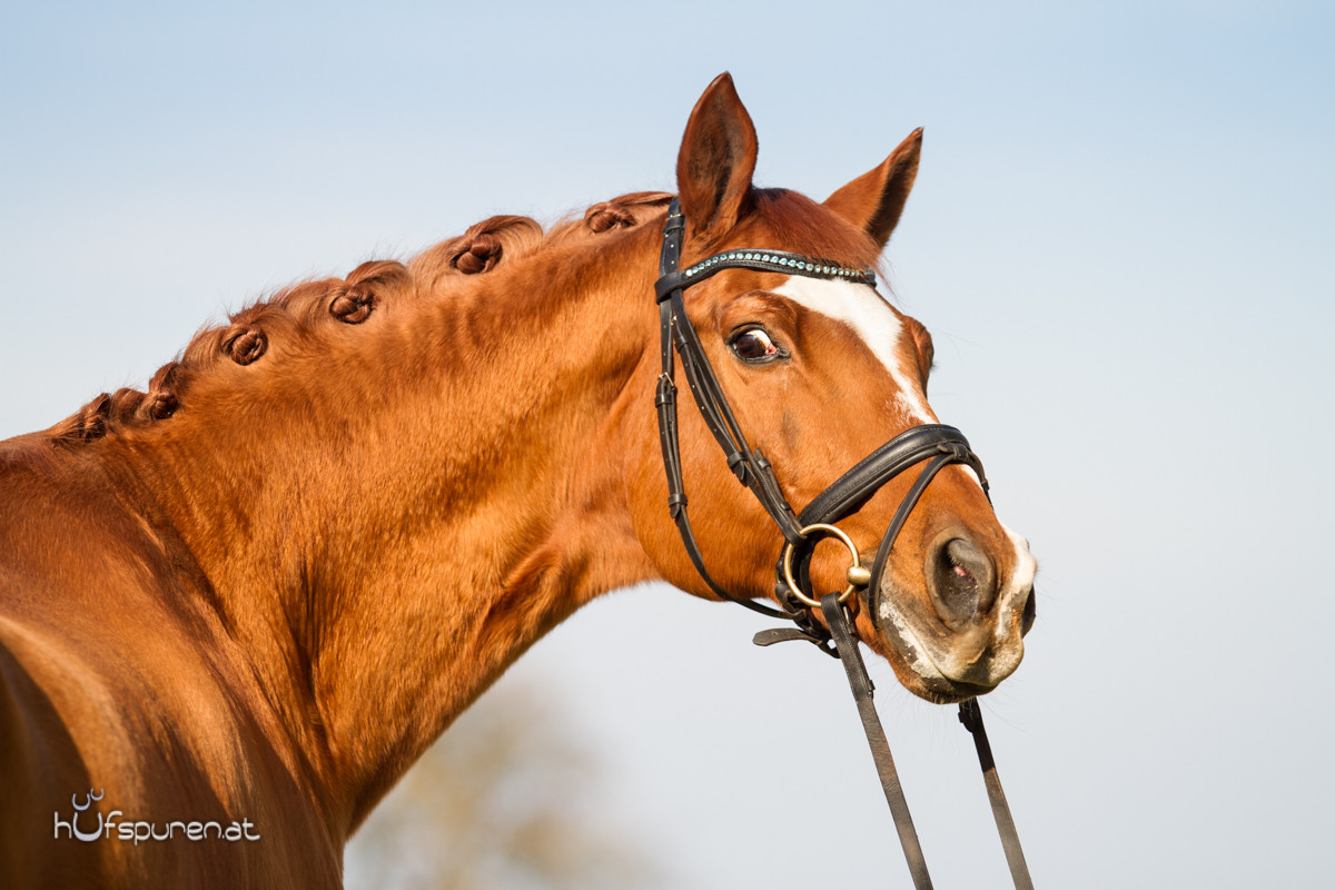 Pferdefotoshooting Trakehner Österreich