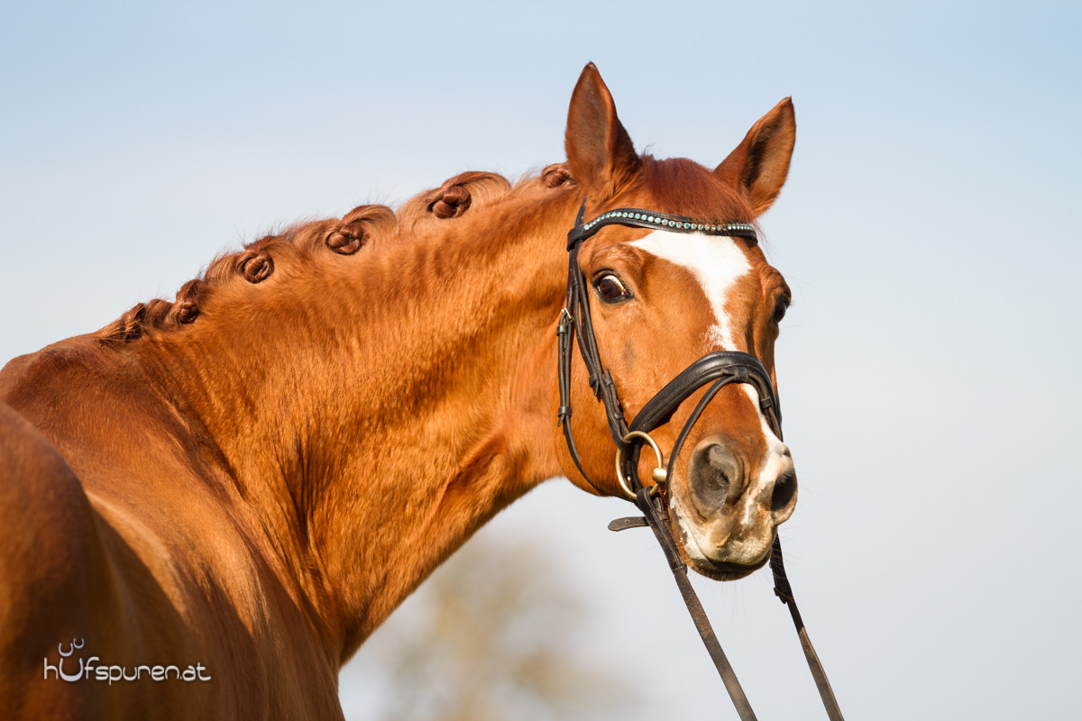 Pferdefotoshooting Trakehner Österreich