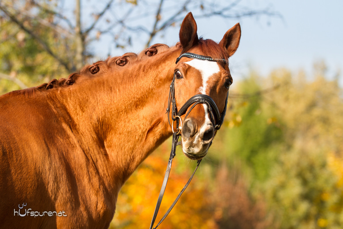 Pferdefotoshooting Trakehner Österreich