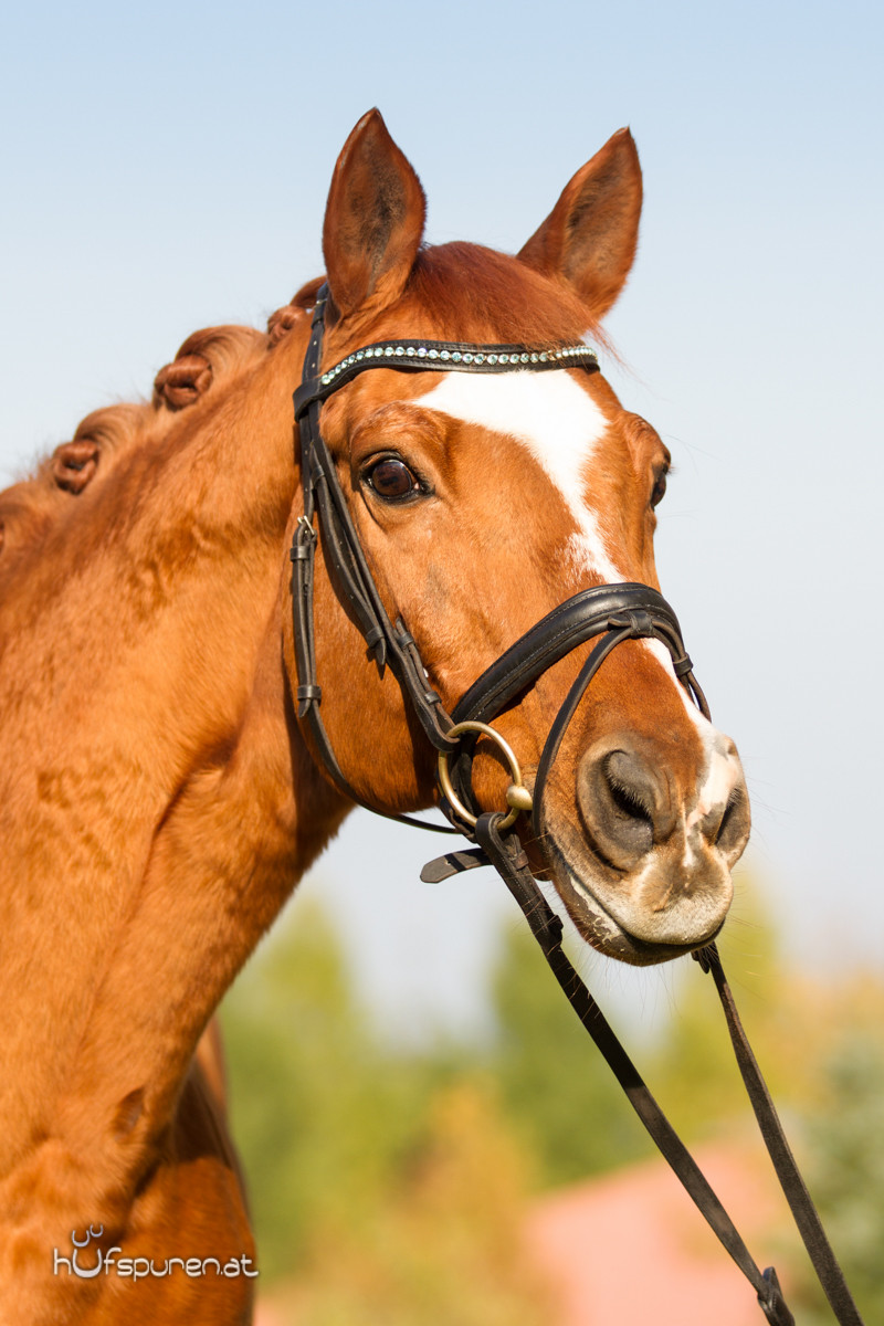 Pferdefotoshooting Trakehner Österreich