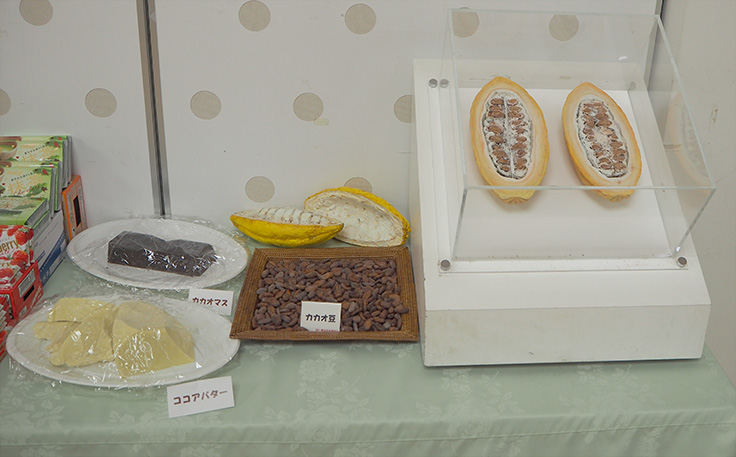 カカオ豆やカカオマスなども展示