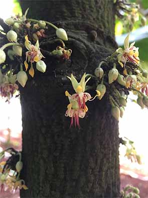 幹にカカオの花。やがて実を結びカカオポッドになる