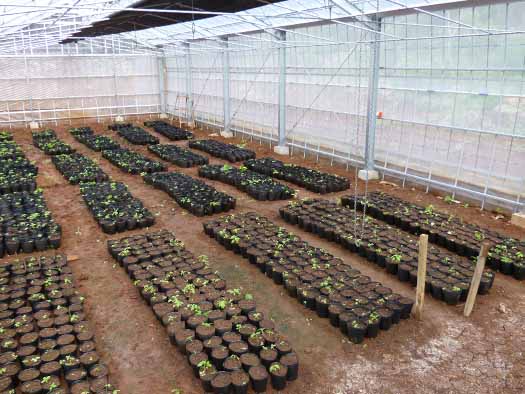 2011年11月、ハウス第１号棟で記念すべき発芽