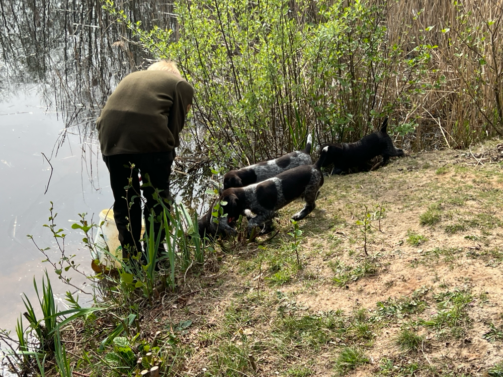 Unser Teich ist interessant für die Welpen