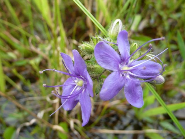 Sky Flower-Hydrolea corymbosa