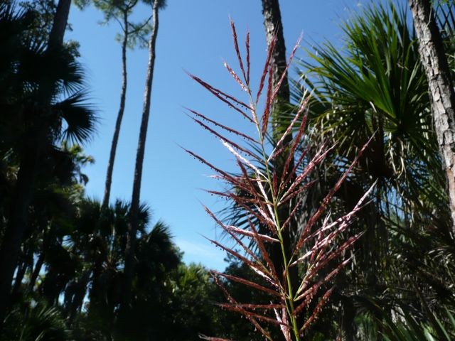 Sugarcane Plumegrass- Saccharum giganteum