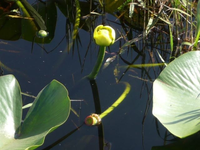 Spatter-dock, Cowlily--Nuphar luteum