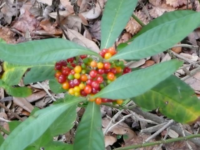 Wild Coffee-Psychotria nervosa